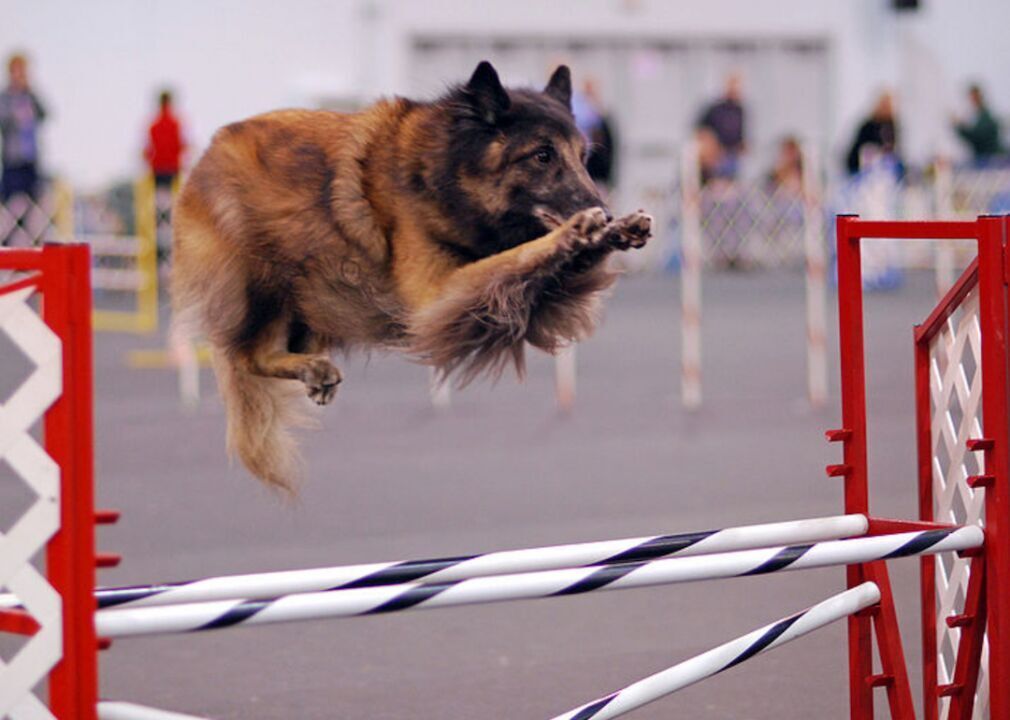 #14. Belgian Tervuren